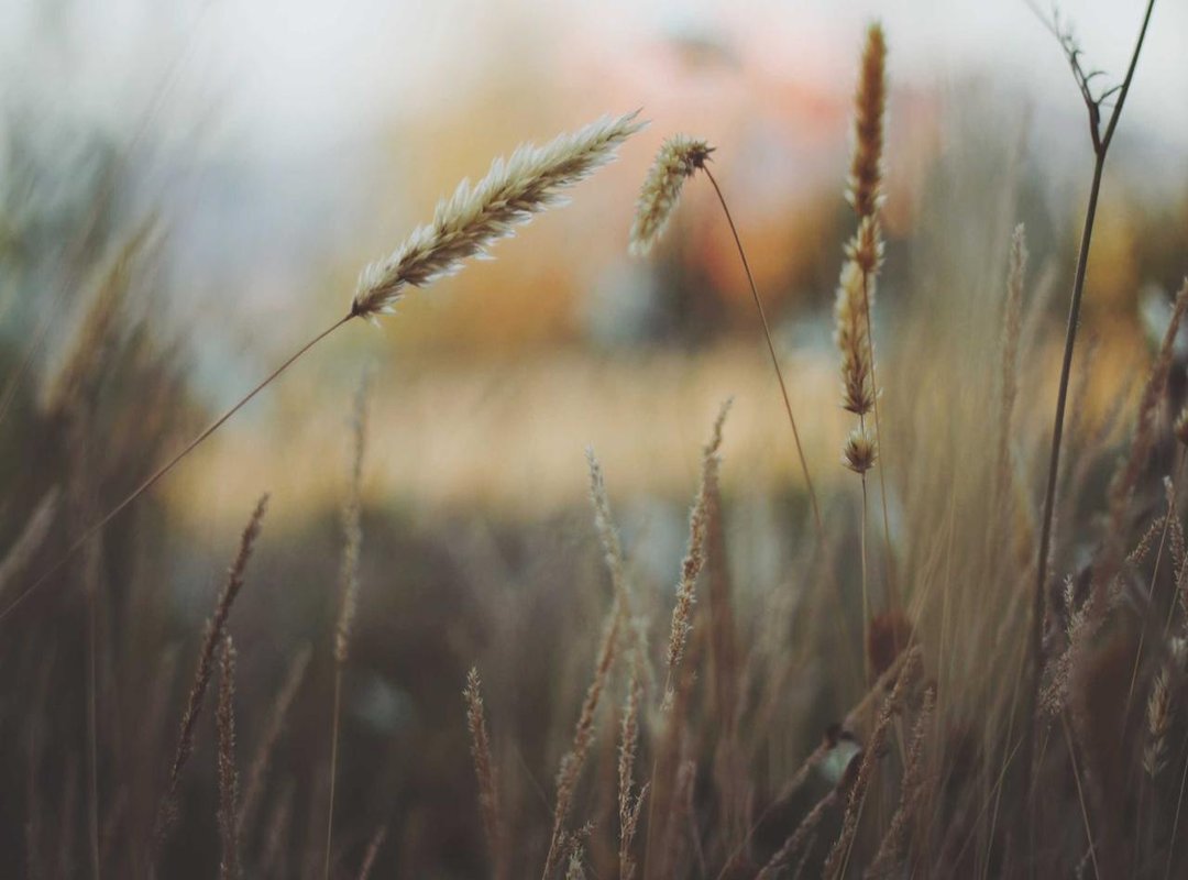 Bringing the Aesthetic Offline: Red Flower Inspiration in Daily Life