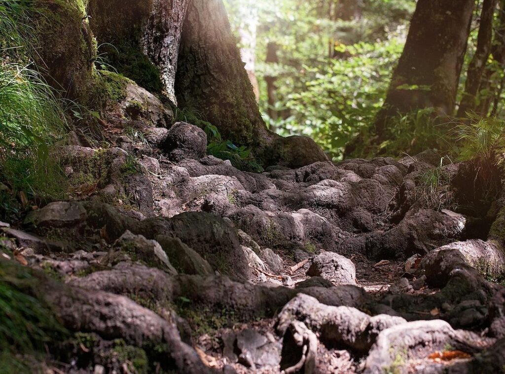 eco trails exploration