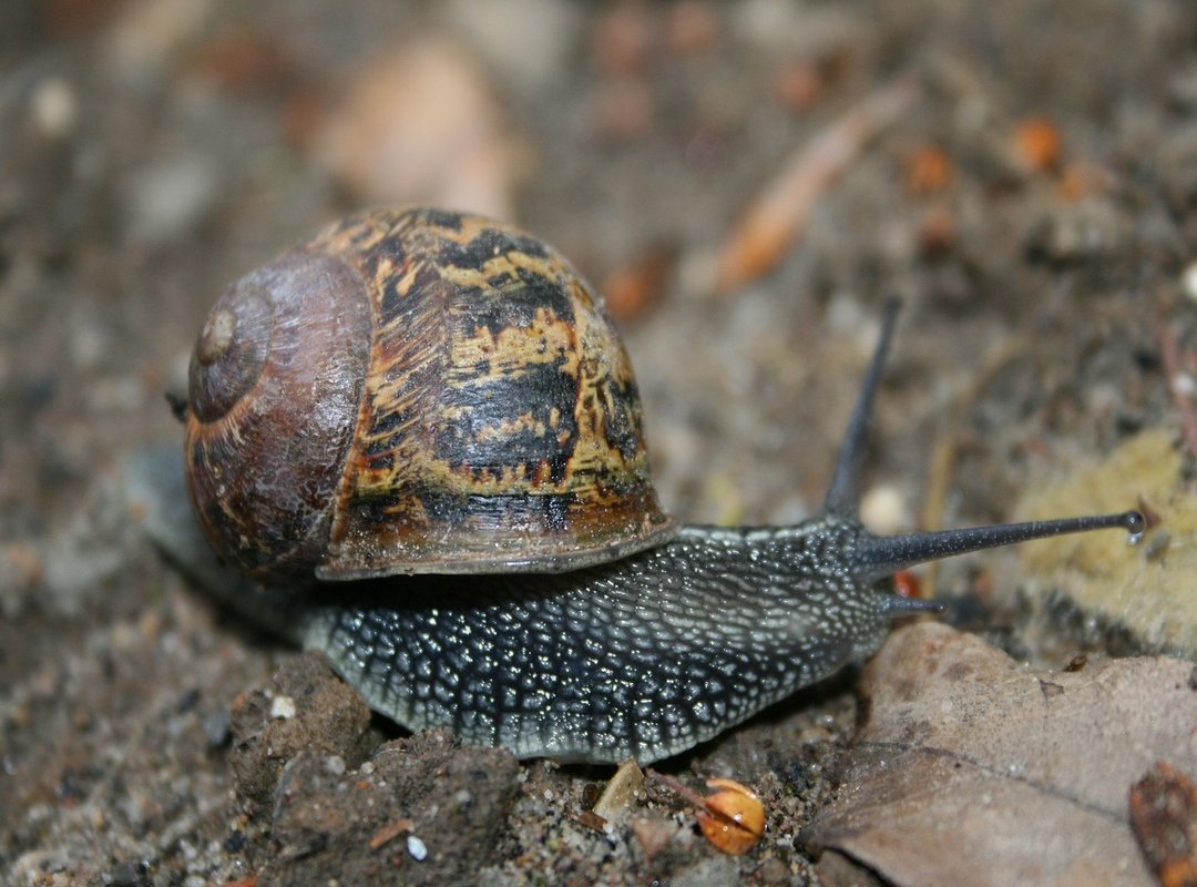 How to Get Started with OpenVCS in 5 Minutes