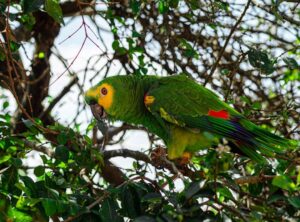 Pronouce Zethazinco Wiliananne Parrot Price Assessment